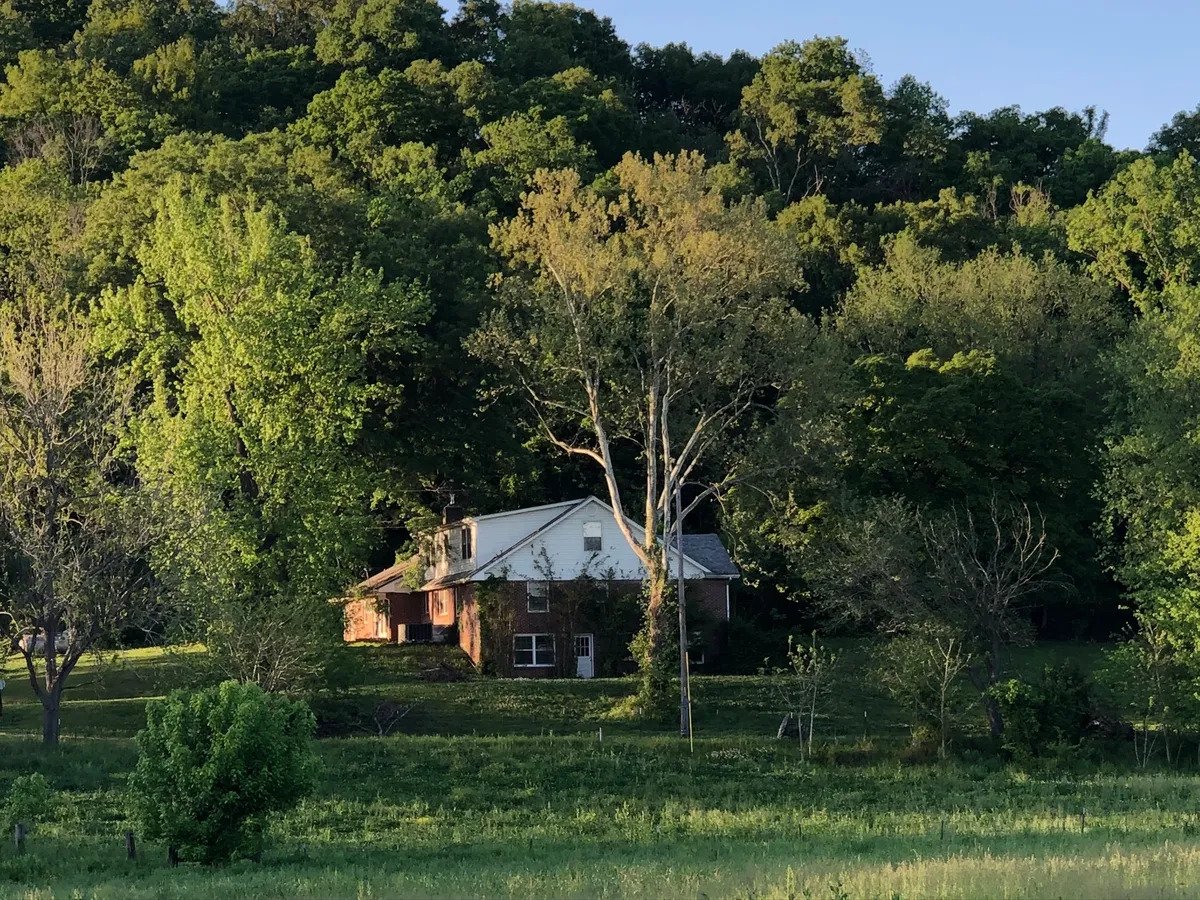 a tree in the middle of a lush green field